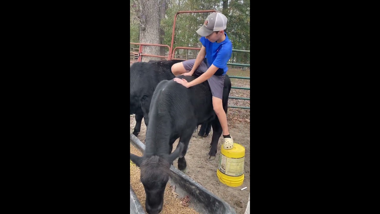 Day 1 Of Trying To Ride A Bull Farm Cow Shorts Countrylife NFR