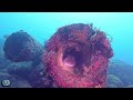Usami Diving | Izu Peninsula Dive Site | Divers Frontiers Japan