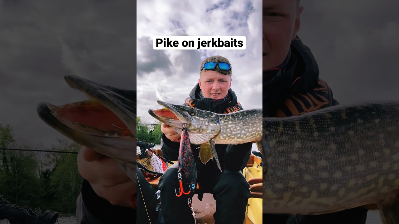 Pike on jerkbaits 📸 