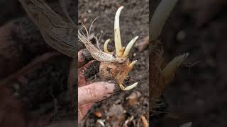 Plantare bulbi de şofran