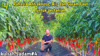 Rahasia dibalik Antraknosa, air, dan garam laut bagi pertanian. kuliah jadam#4