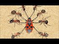 Самые опасные колонии муравьев: где они обитают и насколько больно кусают?
