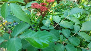 Đau nhức xương khớp,sưng đau khớp gối đừng bỏ qua cây thuốc này