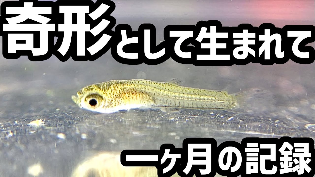 奇形で生まれたグッピーの一ヶ月 レロ夫の飼育箱