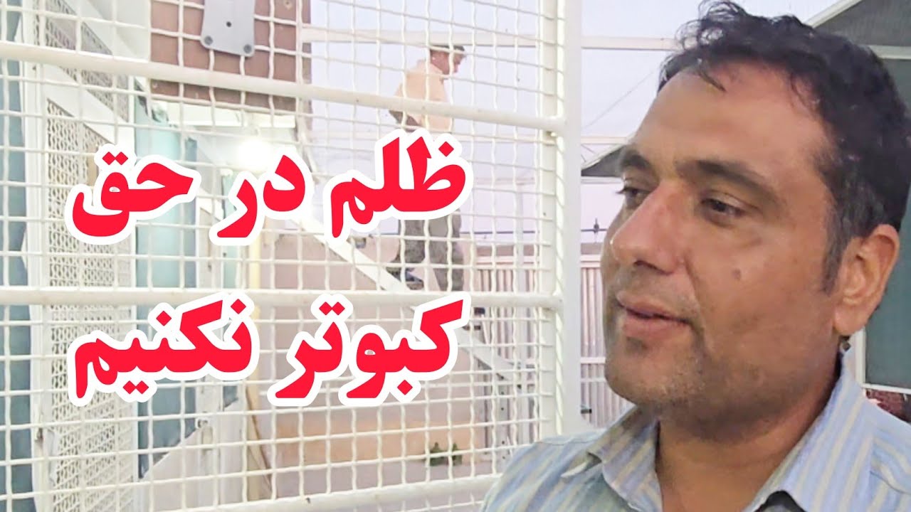 ❤️۲۹ مهر ۱۴۰۴ دکتر محمد تمیزی iranian high flyers pigeon 