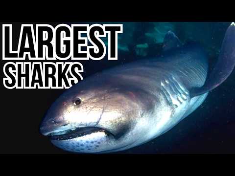 Ranking 10 Of The Largest Sharks In The World From Smallest To Largest