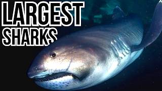 Celebrity Ranking 10 Of The Largest Sharks In The World From Smallest To Largest Wealth