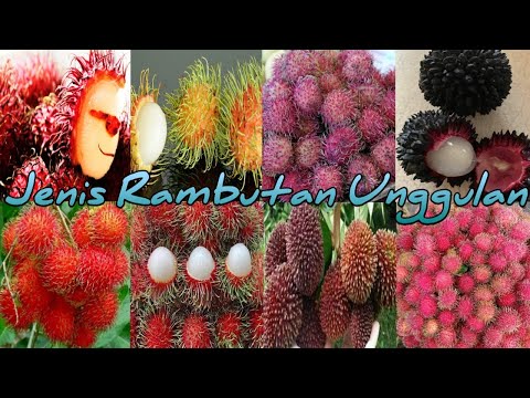 Buah Rambutan Panjang
