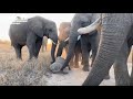 Two Sweet and Clumsy Stumbles for Orphaned elephant Khanyisa as she walks with her Herd.
