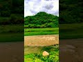 #nature #villagelife #youtubeshorts #youtubevideos #shortvideo #travel
