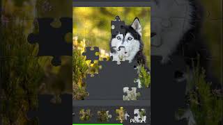 Games. Puzzle. The world of dogs screenshot 3