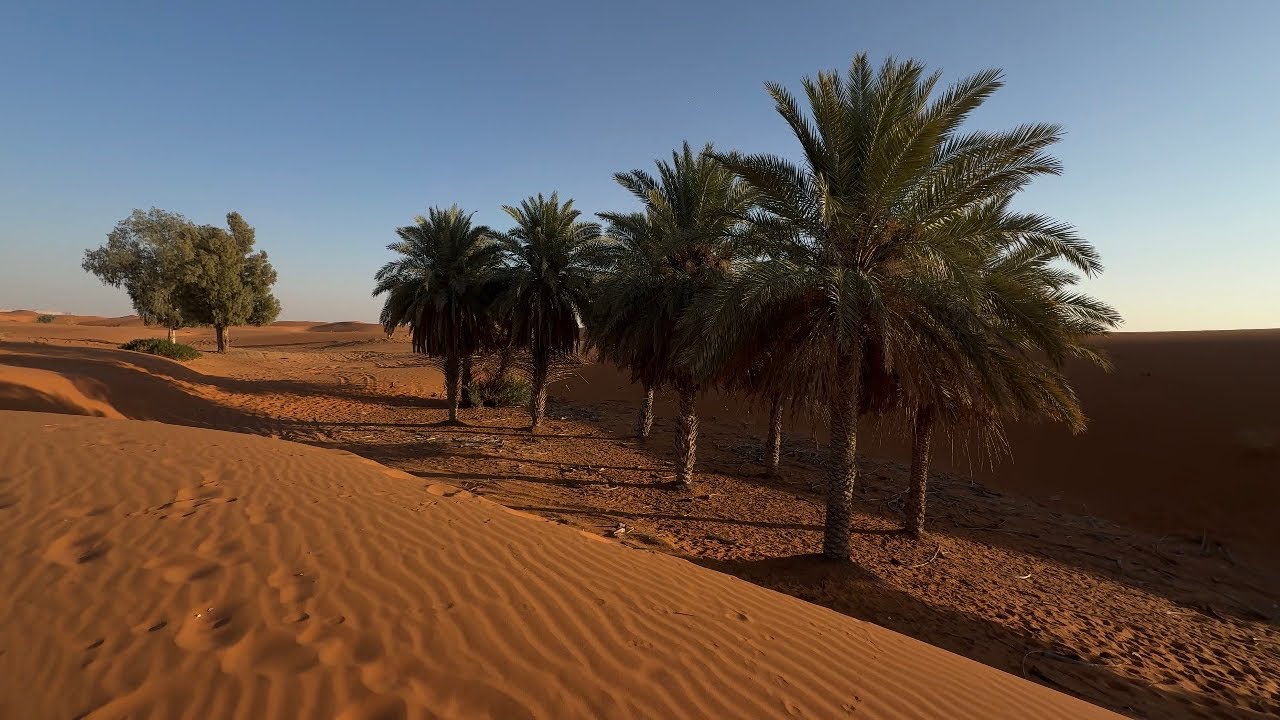 واحة النخيل في نفود عريق رغبة .. لا يفوتك