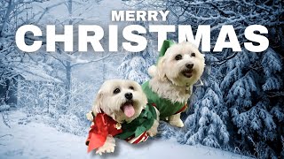 Merry Christmas - From Max & Honey!