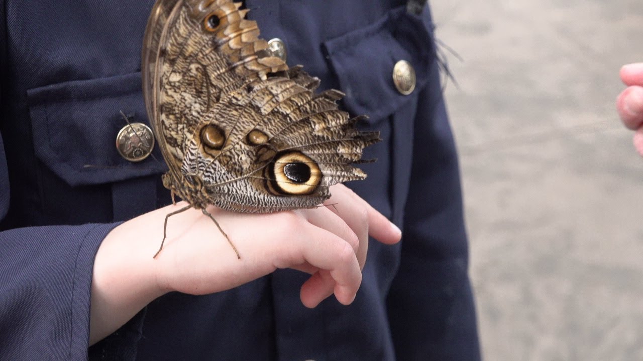 Butterfly Biosphere Thanksgiving Point Utah Sony FDR AX700 4k YouTube butterfly-biosphere-thanksgiving-point-utah-sony-fdr-ax700-4k-youtube