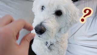 Goldendoodle Reacts to Invisible Treats l Feeding My Dog Air Prank