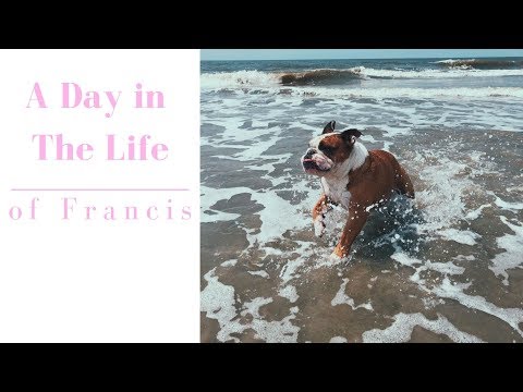 Reuniting With My Dog *emotional* | Madison Headrick