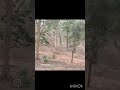 Wild Elephant's Part 2 யானைகள் பாகம் 2 #nkpnature #saveelephants #savefarmers#savewildlife #elephant