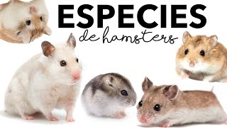 ESPECIES DE HÁMSTERS. ¿Cómo identificarlas?