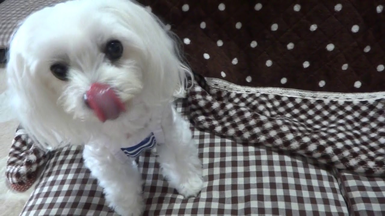 19年07月 元気玉ふたつ