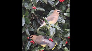 Robins and Waxwings getting Hammered on their yearly Berry Feast