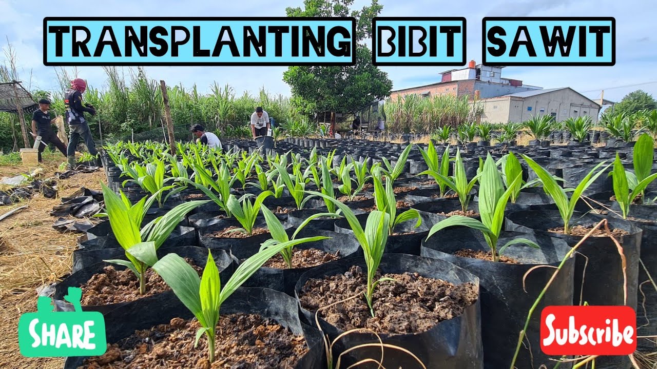 Transplanting Bibit Sawit Unggul Youtube