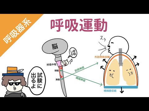 【肺】呼吸運動の仕組み（吸息時と呼息時の筋肉と神経）