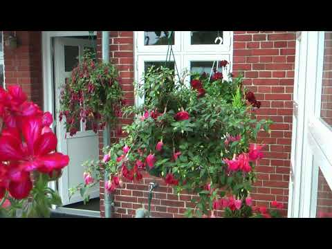Video: Fuchsia Veelkleurige Schalen