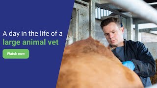 A day in the life of a large animal vet | Thrums Vets