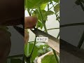 6/11ピーマンの収獲と脇芽取り　早採りをして脇芽を切取ります　これからの大量収穫のために　詳しく説明していますのでYouTubeの同じタイトルの本編も見て下さい🙇‍♂️