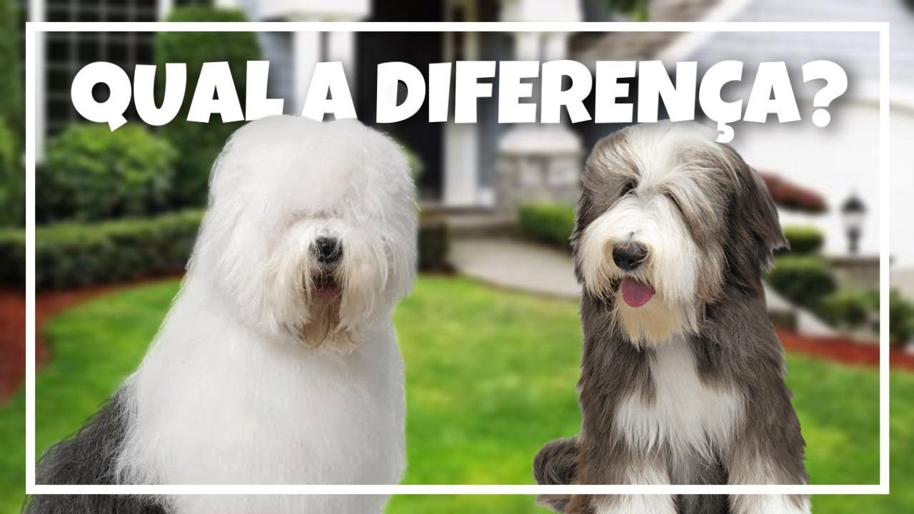 Old English Sheepdogs - Raças de Cães