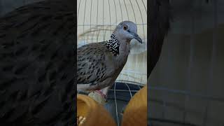 Download Lagu Dove Malaysia 3-4 #dove #birds #pigeon #dekukur #naturedekuku3 MP3 Download Lagu Dove Malaysia 3-4 #dove #birds #pigeon #dekukur #naturedekuku3 MP3