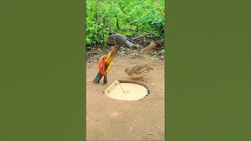 Best Creative Bird Trap - Quail Trap #simple bird trap #shorts