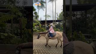 REMBULAN MAU NAIK KUDA PONY #shorts #viral #kuda #kudaponi #horse #lucu #drama #hewan #bermain #seru