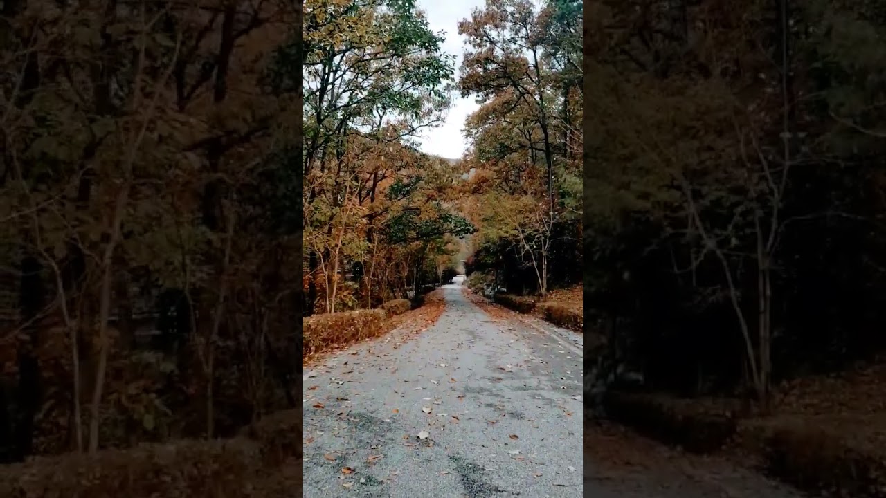 Nature and music. Powfu - Death bed 