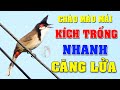 Tiếng Chào Mào Mái Gọi Bầy Chép Miệng Khêu Gợi ✅ | Giải Cứu Chim Bể Lửa Siêu Kích Lửa [Bản Gốc MP3]