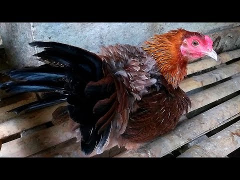 Video: Sifat Penyembuhan Telur Ayam