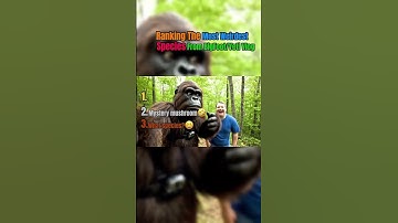 Ranking The Best Species￼ Bigfoot Yeti Vlogs #shorts #bigfootvlog #bigfootvlogs #yetivlog #funny #ai