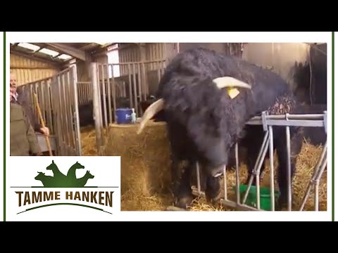 Video: 350+ Haustierziegennamen für Ihre neue Ziege (von Angus bis Waffeln)