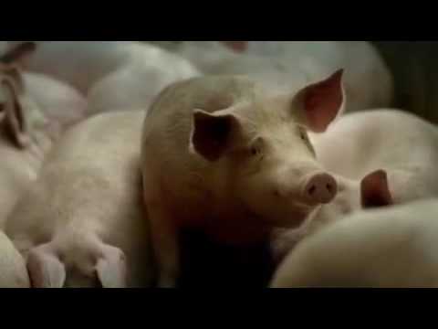فيديو: كيفية إذابة شحم الخنزير