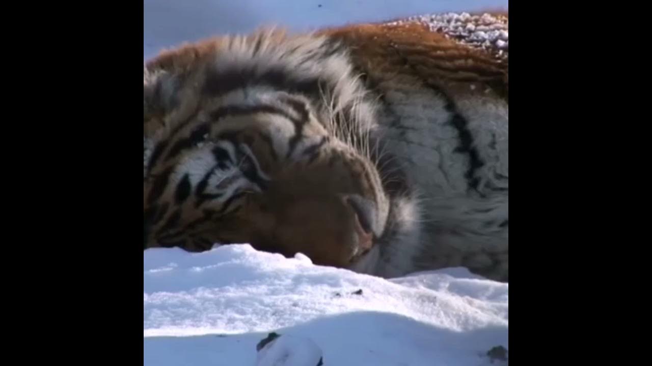 тайга документальный