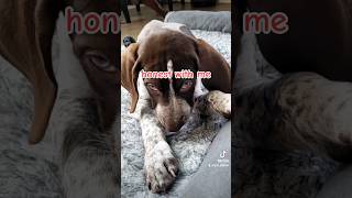 I don't know why German Shorthaired Pointer GSP puppy.... #shorts #ytshorts #dog #gsp #viral