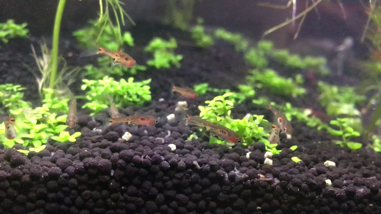 Chili Rasboras stealing shrimp food YouTube