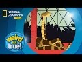 You Must Be Giraffe Tall To Ride | Weird But True!