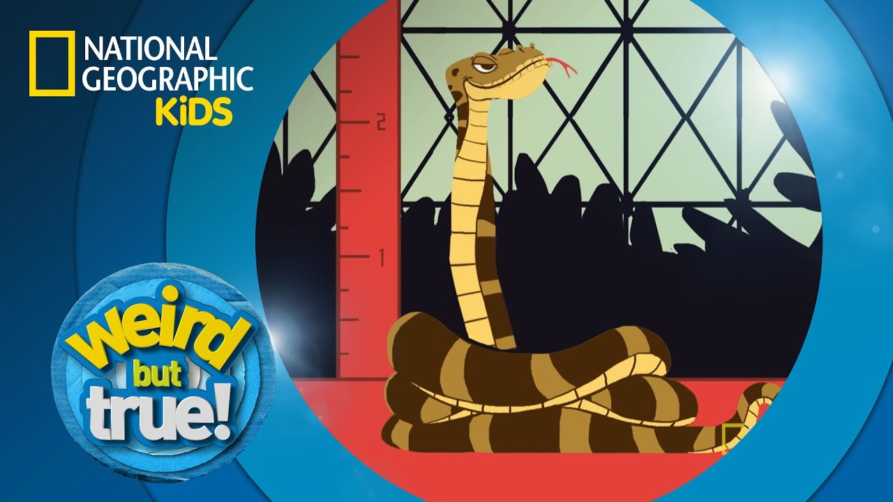 You Must Be Giraffe Tall To Ride | Weird But True!