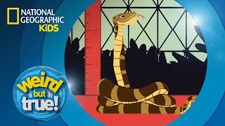 You Must Be Giraffe Tall To Ride | Weird But True!