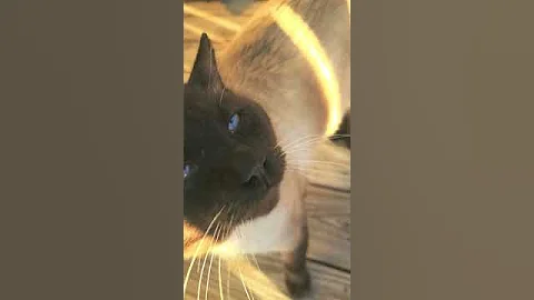 Watch the video about Dark Face my cat friend is a feral chocolate point siamese cat I have been feeding #siamese