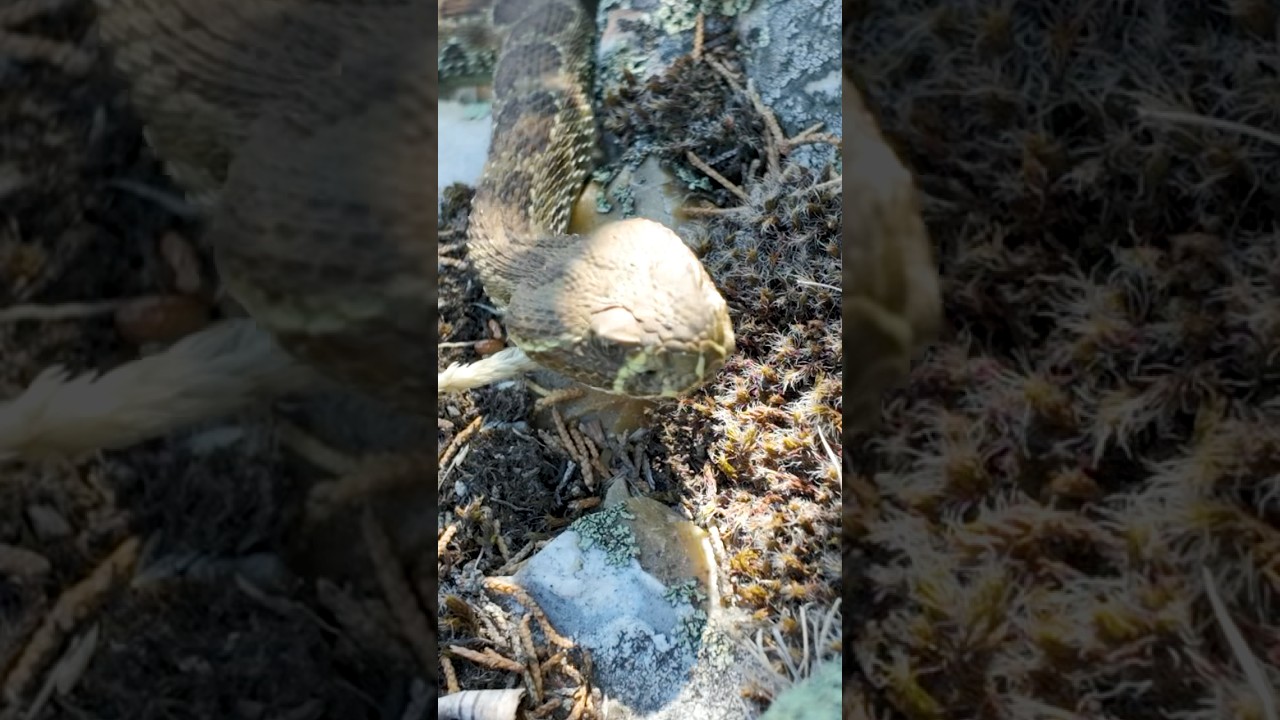 Rattlesnakes!