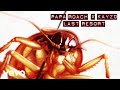 Papa Roach x Kayzo - Last Resort (The Rework)