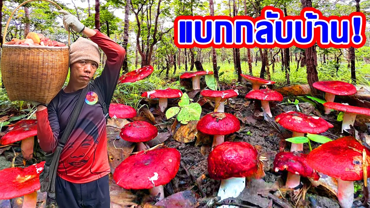 ตื่นเต้นสุดๆ!!ป้าดเจอเห็ดก่อดงหมู่ใหญ่ๆเห็ดก่อแดงใหญ่ เจิมต่าใหม่หมานจนได้แบกกลับบ้าน