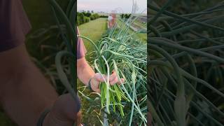 If you’re growing hard-neck garlic, you need to know about the scapes! #shorts screenshot 4